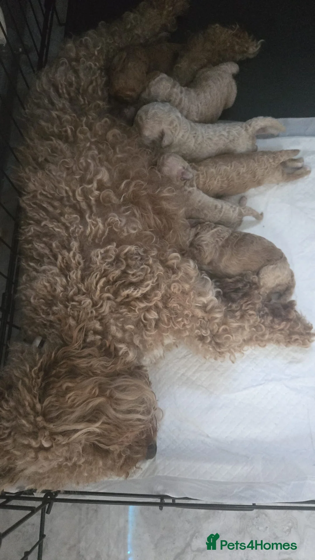 Miniature Poodle dogs for sale: KC Lineage   Mini Poodles | DNA Tested Parents - Advert 2