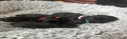 Scottish Terrier dogs for sale: 3 Beautiful KC Registered Scottish Terrier Males🐾 in Stone - Advert 17