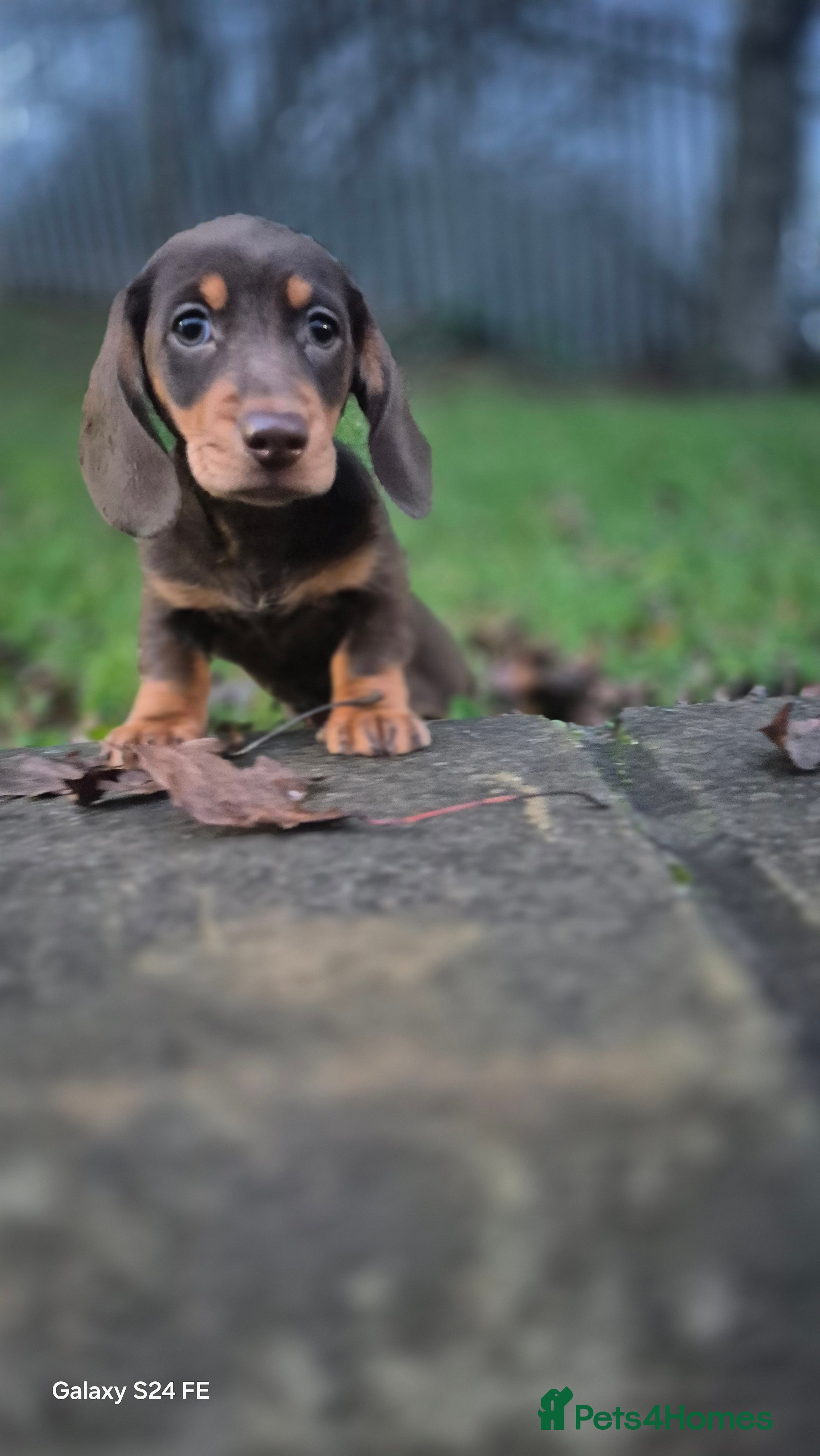 Dachshund dogs miniature dachshund READY  - Advert 3
