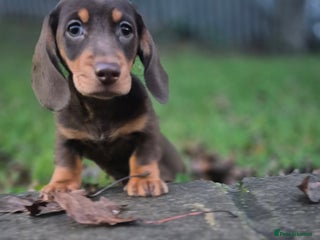 Dachshund dogs miniature dachshund READY - Advert 2