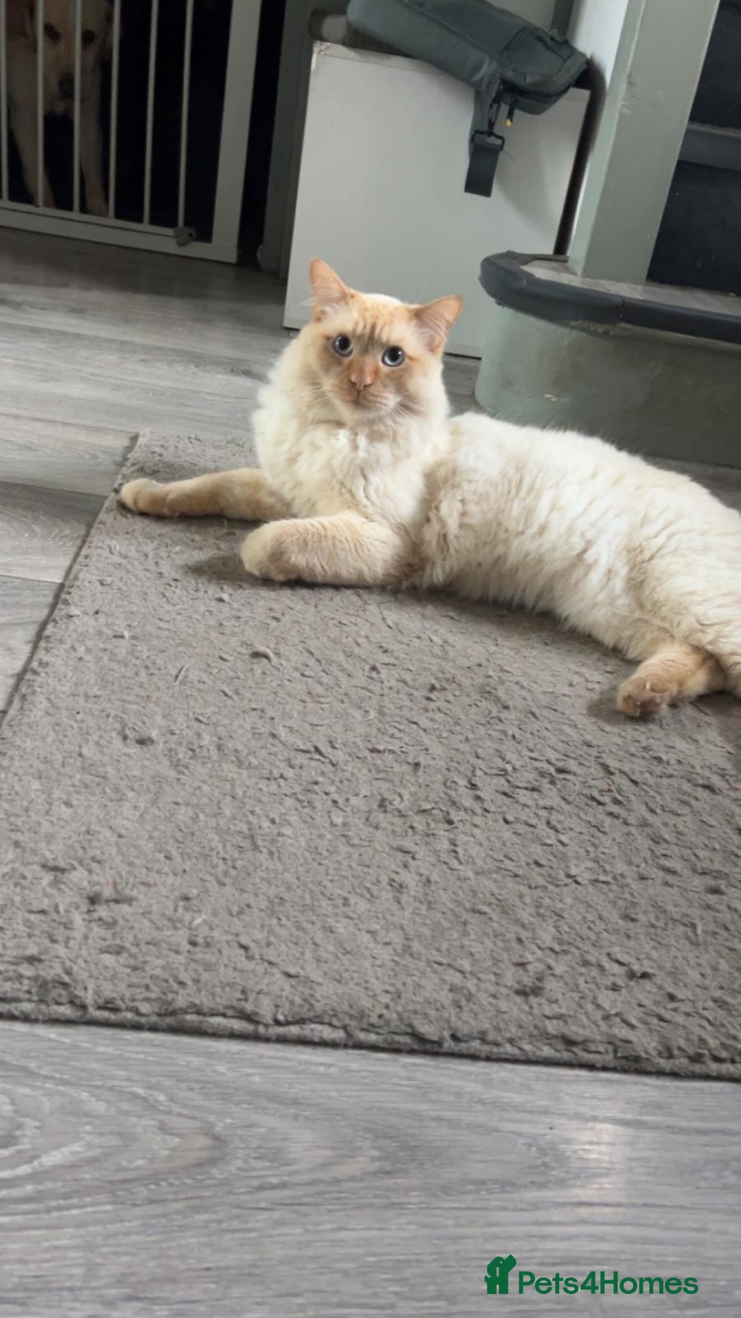 Ragdoll cats for sale: Ragdoll  - Advert 5