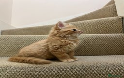 British Longhair cats for sale: 2 Very Attached Fluffy Kittens for Sale  - Image 6