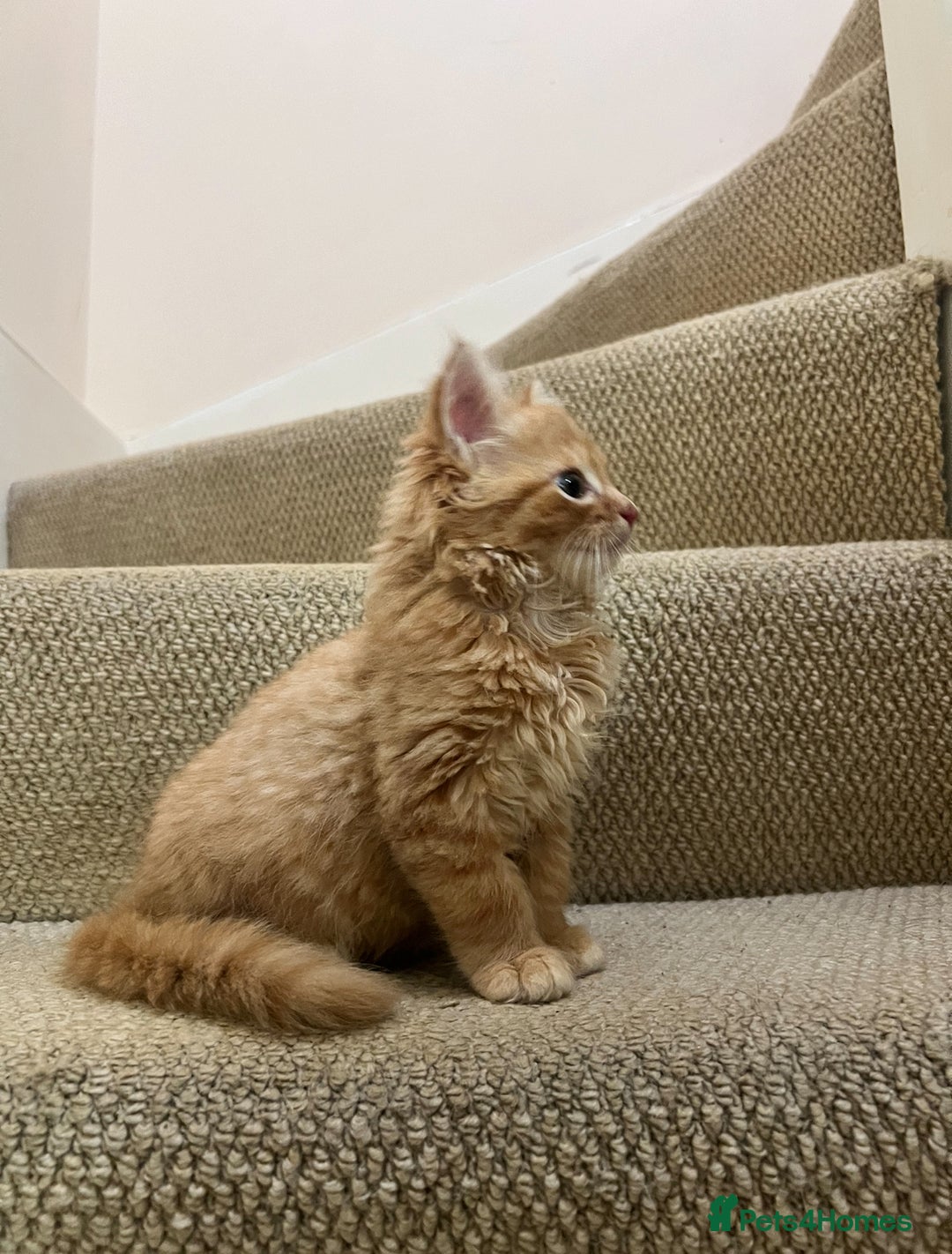 British Longhair cats for sale: 2 Very Attached Fluffy Kittens for Sale  - Image 6