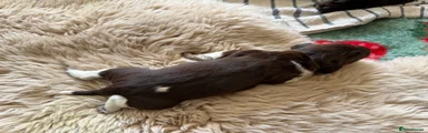 German Shorthaired Pointer Puppy 3