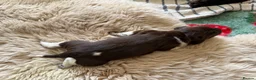 German Shorthaired Pointer dogs for sale: Litter of nine family raised GSPs  - Advert 27