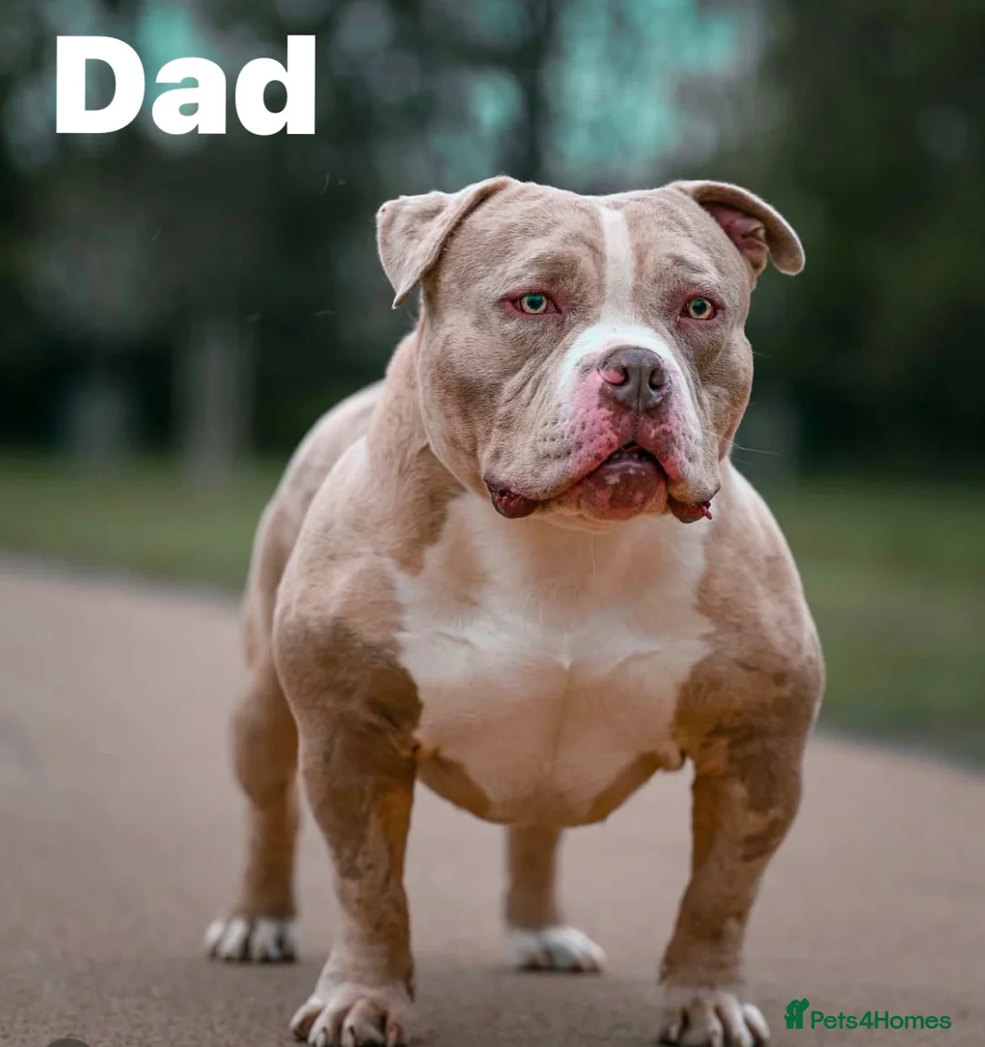 American Bully dogs for sale: Stunning chunky micro pocket Bullies  - Advert 1