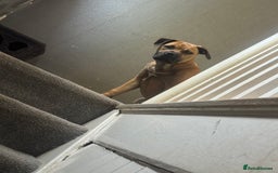 Mixed Breed dogs for sale: Beautiful puppy, seven months old  - Image 4