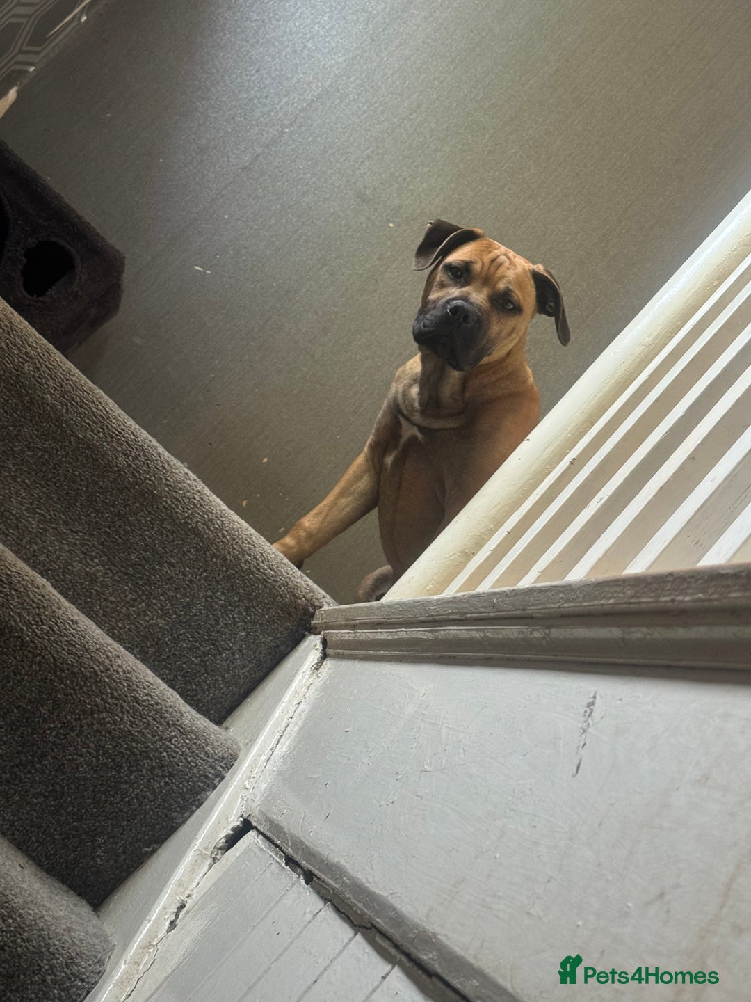 Mixed Breed dogs for sale: Beautiful puppy, seven months old  - Image 4