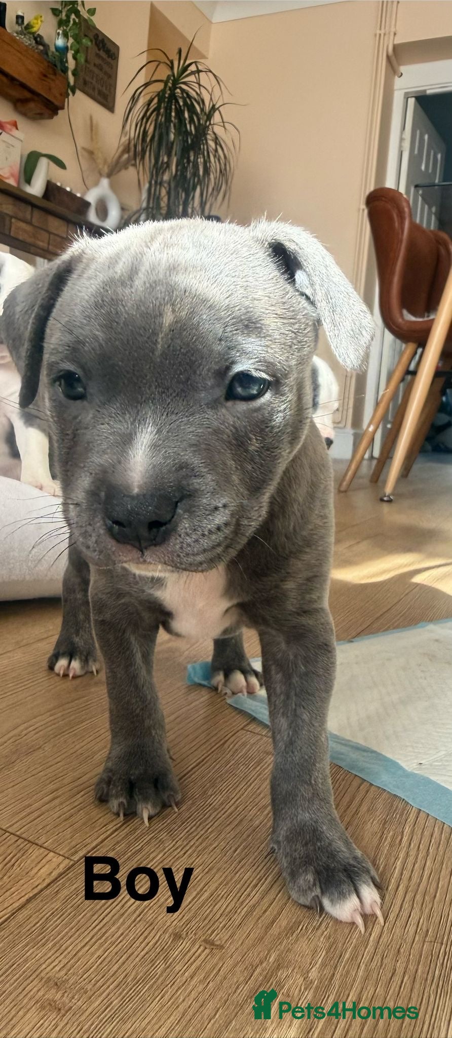 Staffordshire Bull Terrier dogs  Stunning Staffordshire Bull Terrier Puppies  - Advert 1