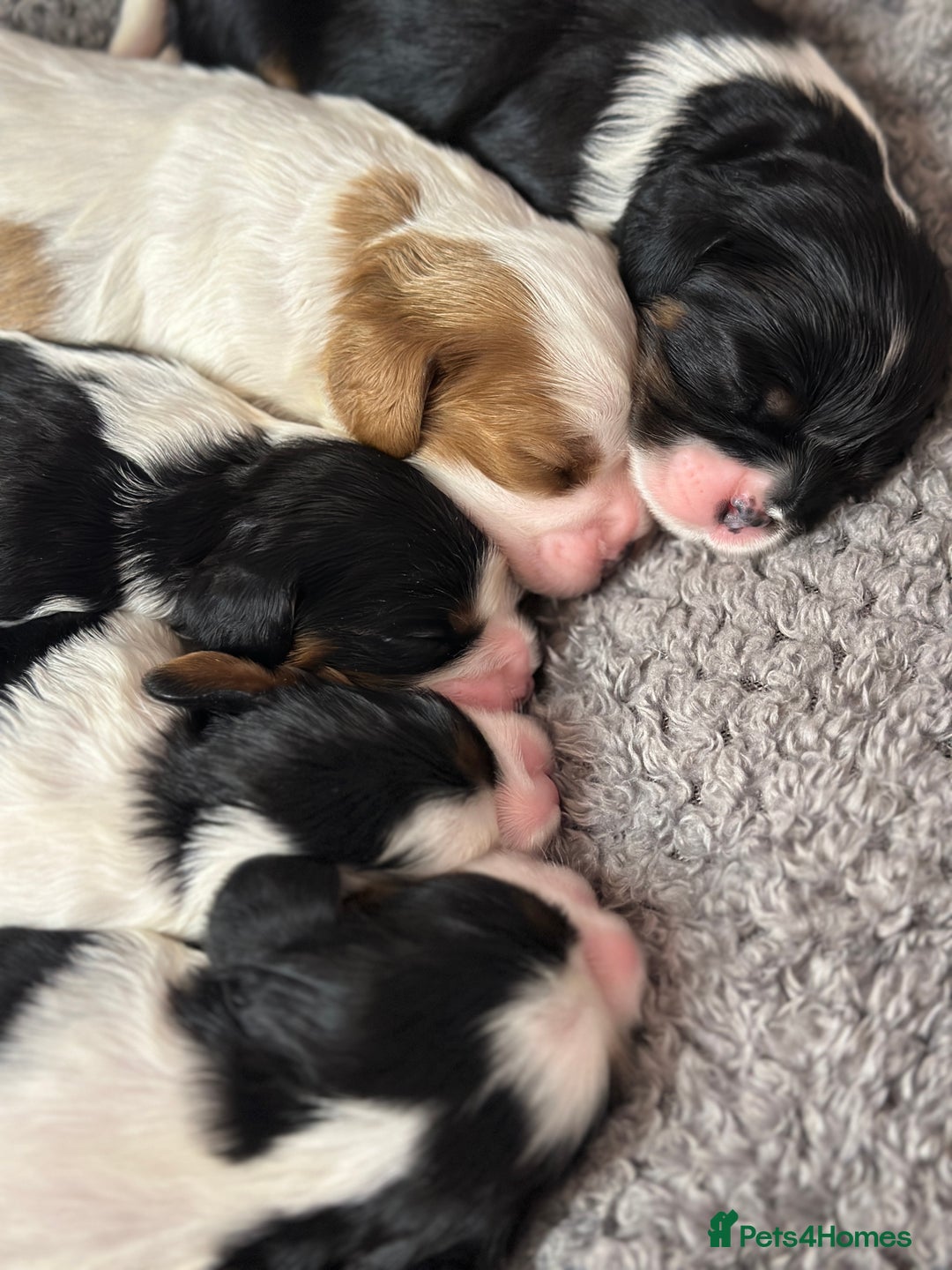 Cavalier King Charles Spaniel dogs for sale: Beautiful Cavalier King Charles Puppies. - Advert 5