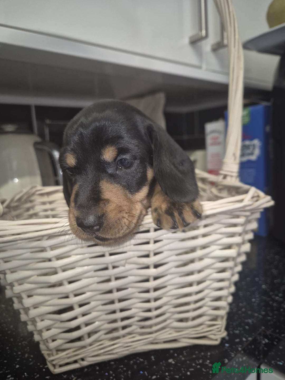 Dachshund dogs for sale: Standard dachshund's  - Image 13