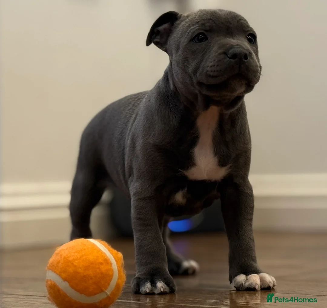 Staffordshire Bull Terrier dogs for sale: ❗️Adorable Staffy Puppies for Sale❗️ - Advert 18