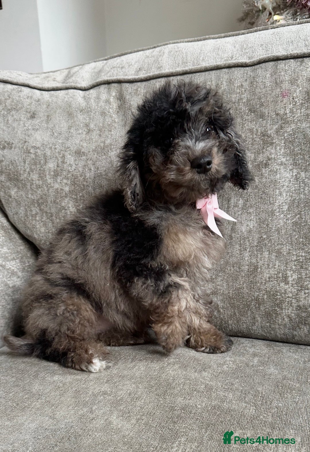 Cockapoo dogs for sale: Outstanding Cockapoos’s  - Advert 15