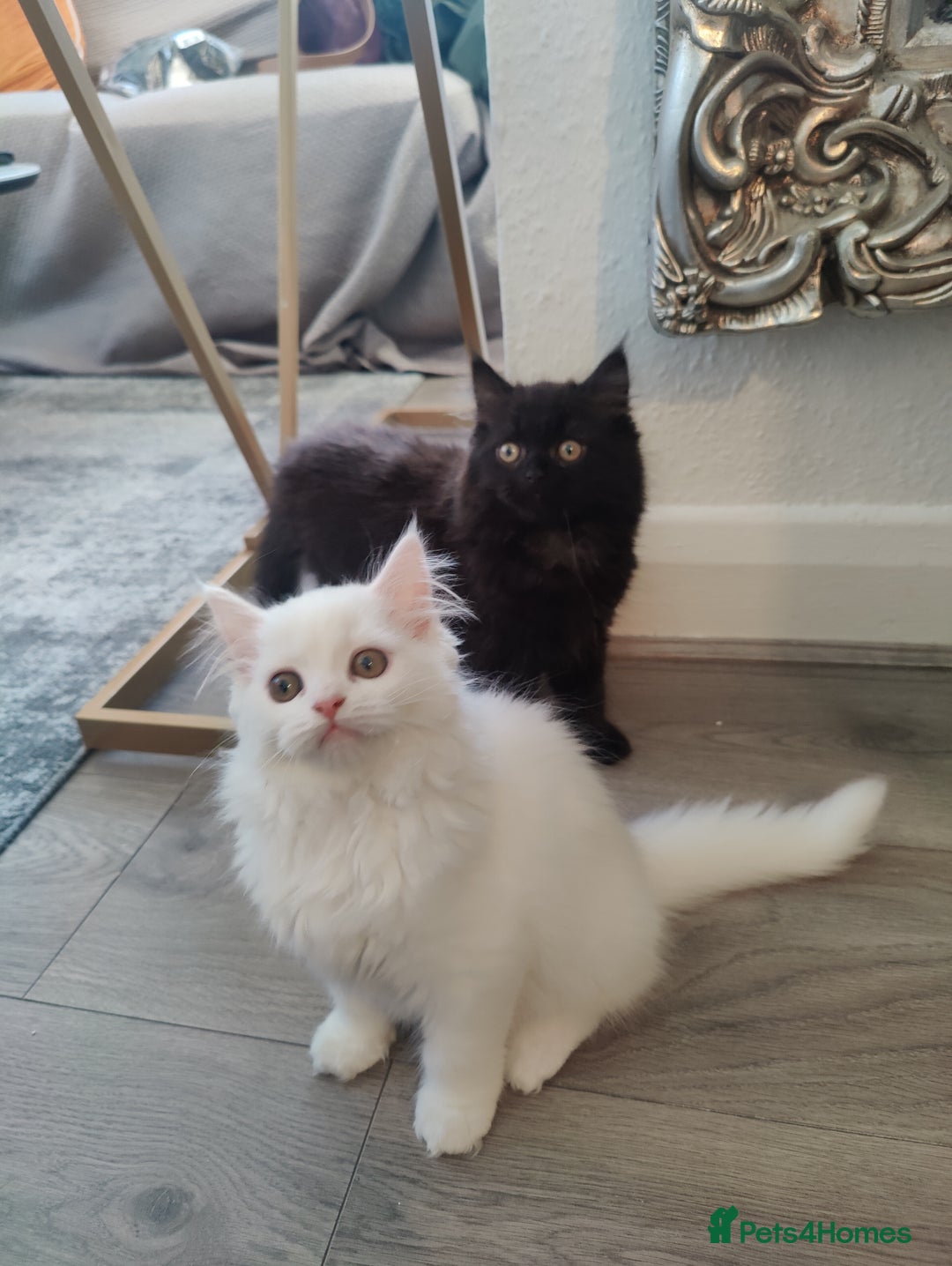 Mixed Breed cats for sale: Persian Mix kittens  - Advert 35