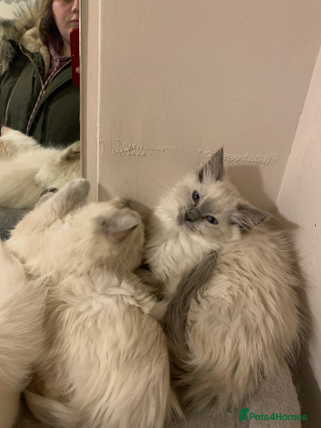 Ragdoll cats for sale: 4 Ragdoll kittens  - Advert 6