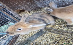 Rex rabbits for sale: Rex x bunnies - Advert 3