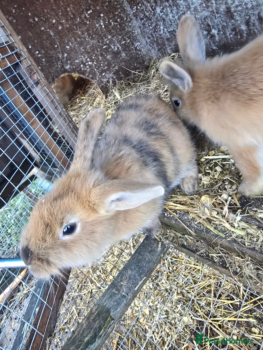 Rex rabbits for sale: Rex x bunnies - Advert 3