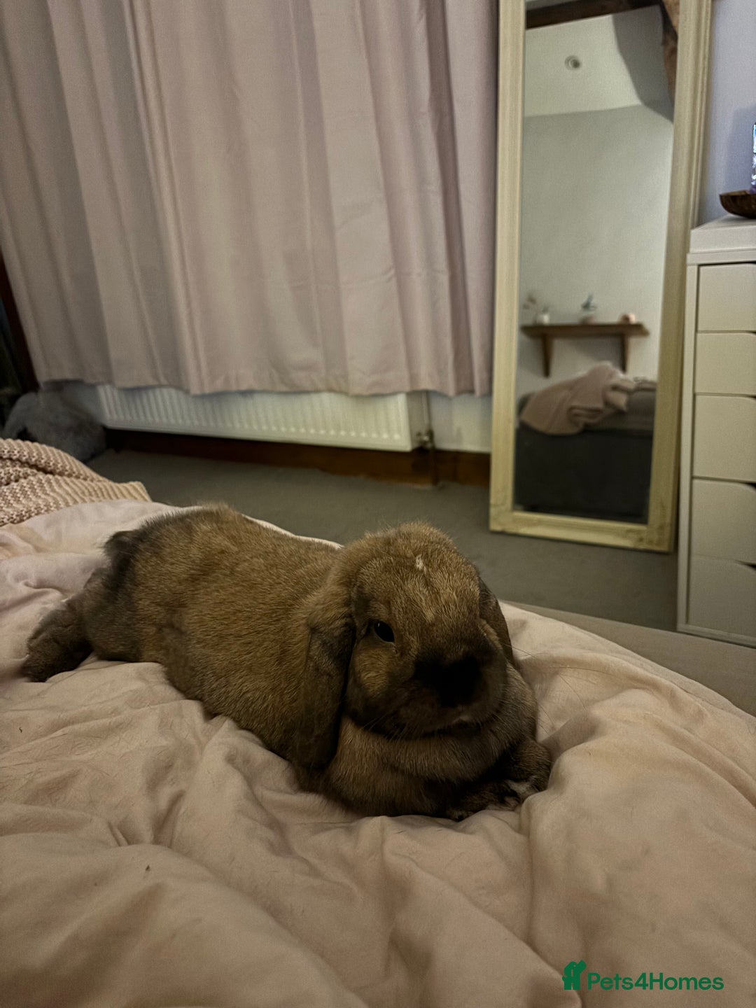 Dwarf Lop rabbits for sale: Rehoming my lovely Winnie - Advert 5