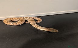 Snake reptiles for sale: Hypo false water cobras  - Image 3