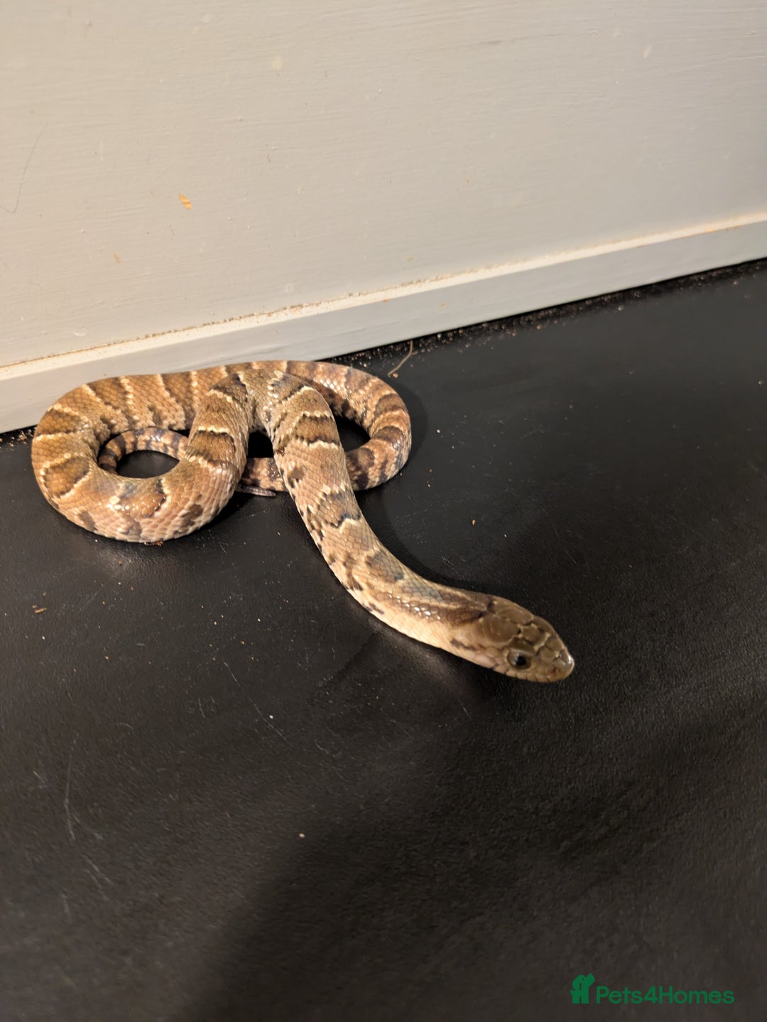 Snake reptiles for sale: Hypo false water cobras  - Image 3