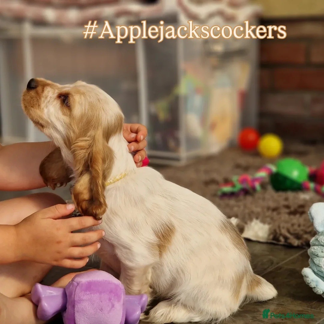 Cocker Spaniel dogs for sale: Pedigree SHOW Cocker Spaniel Puppies - Image 3
