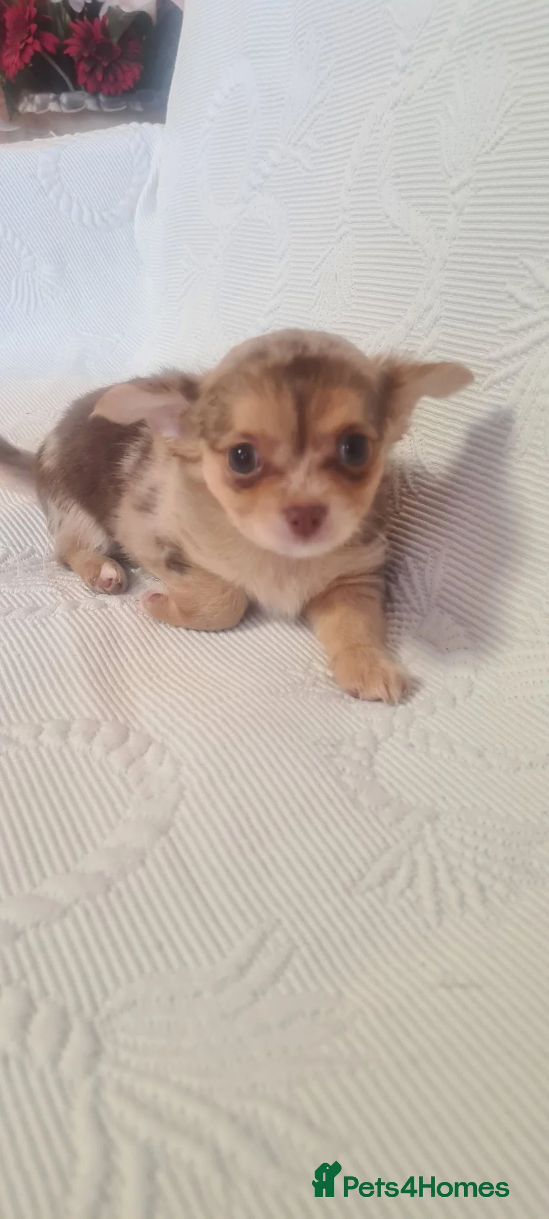 Chihuahua dogs for sale: 3 adorable chihuahua puppies boys for sale - Advert 7