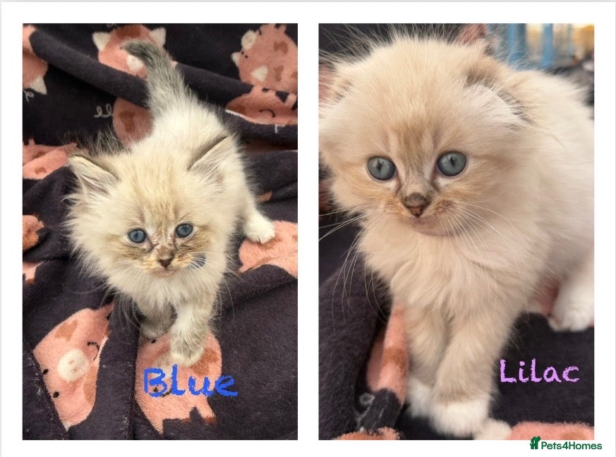 Mixed Breed cats Scottish Fold/Ragdoll. 1 male and 1 female - Advert 5