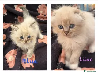 Mixed Breed cats Scottish Fold/Ragdoll. 1 male and 1 female - Advert 5