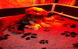 Cockapoo dogs for sale: F2B Cockapoo / chocolate merle & Apricot - Advert 7