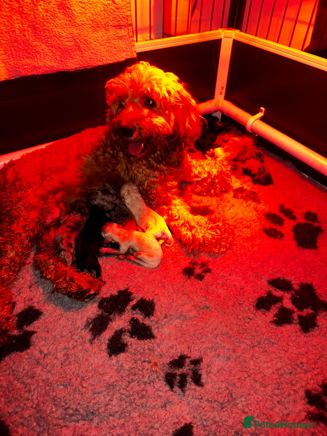 Cockapoo dogs for sale: F2B Cockapoo / chocolate merle & Apricot - Advert 7