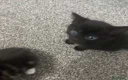 Abyssinian cats for sale: X3 kittens for sale  - Image 3