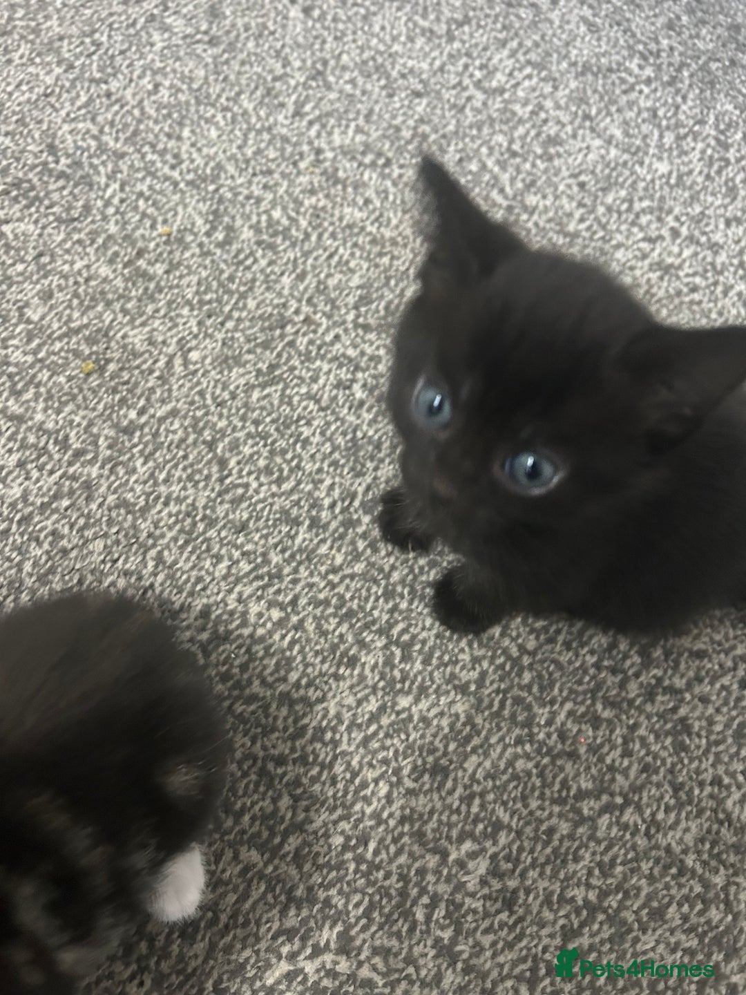 Abyssinian cats for sale: X3 kittens for sale  - Image 3