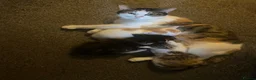 Mixed Breed cats for sale: 3 kittens for sale - Advert 3