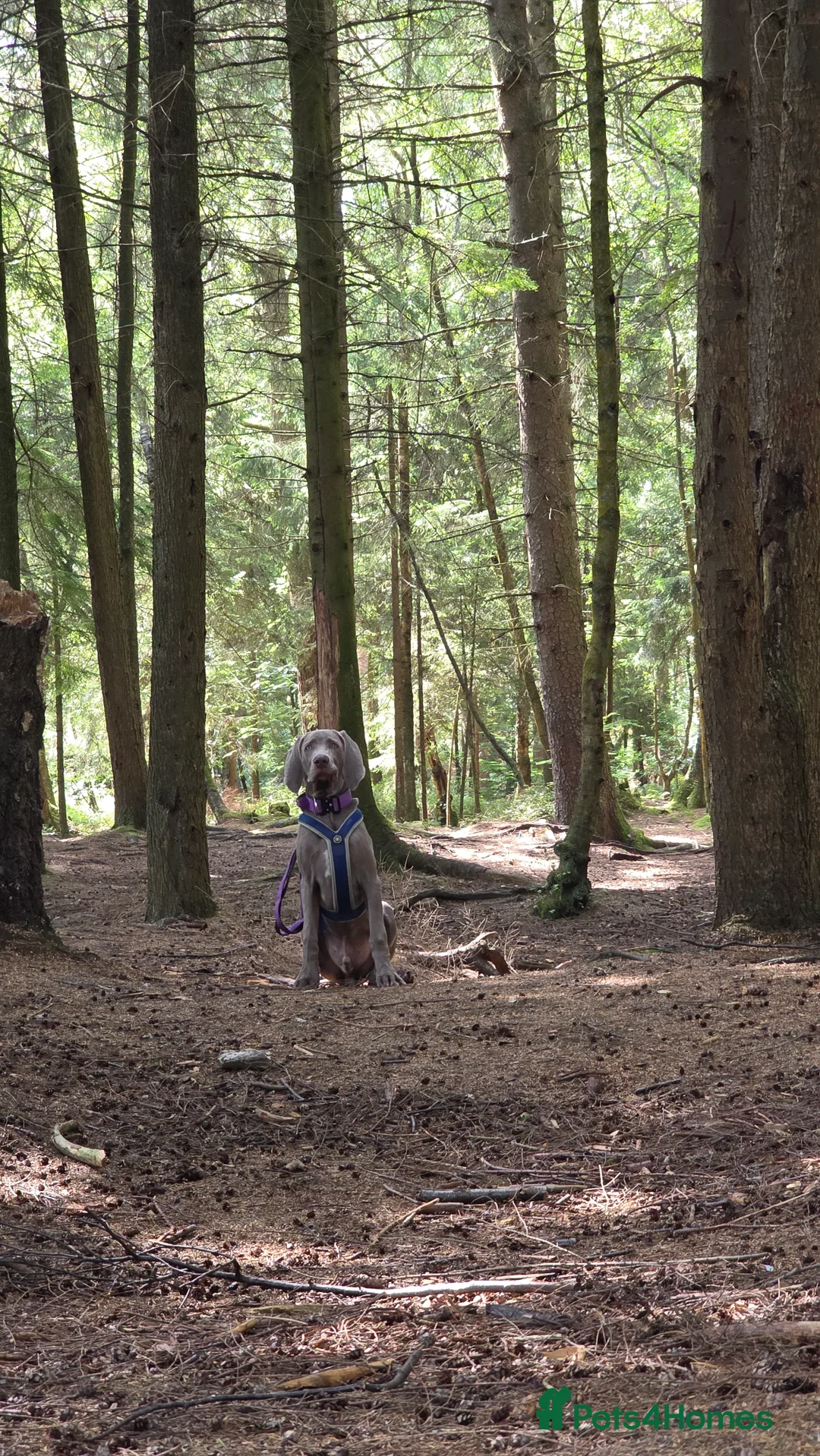 Weimaraner dogs for sale: 11 month old Weimaraner male  - Advert 3