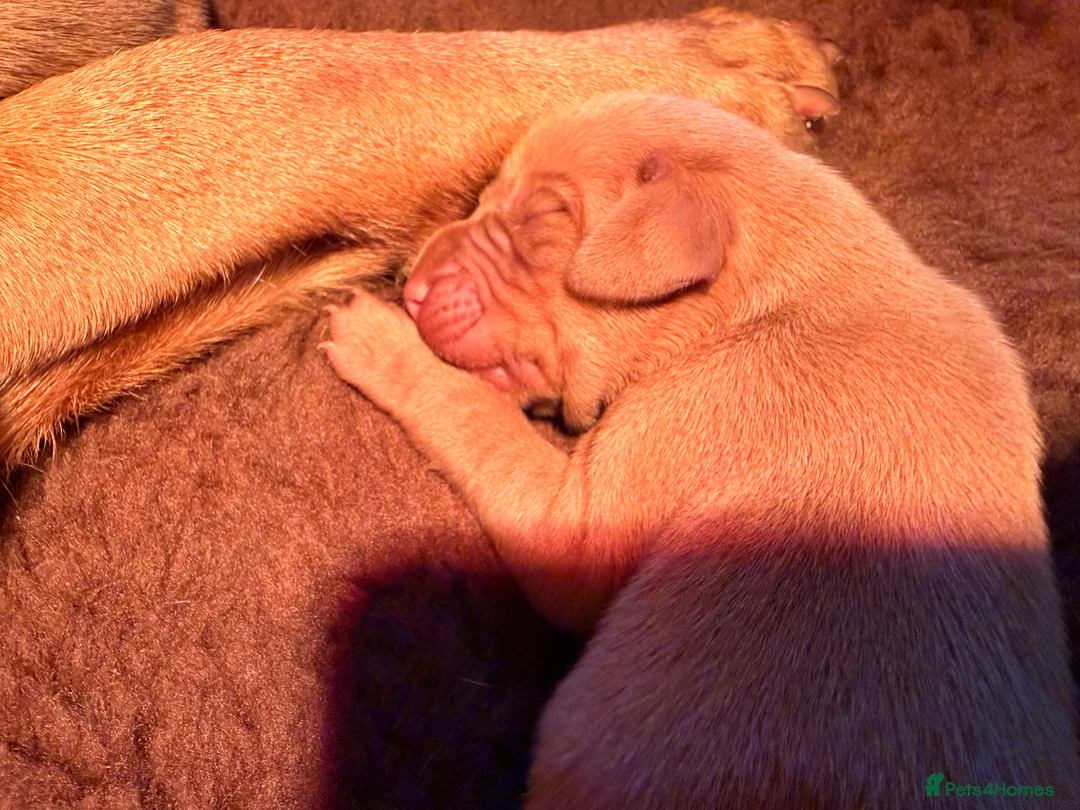 Hungarian Vizsla dogs for sale: *SHOW QUALITY PUPPY*CHAMPION BRED PUPPIES - Advert 13