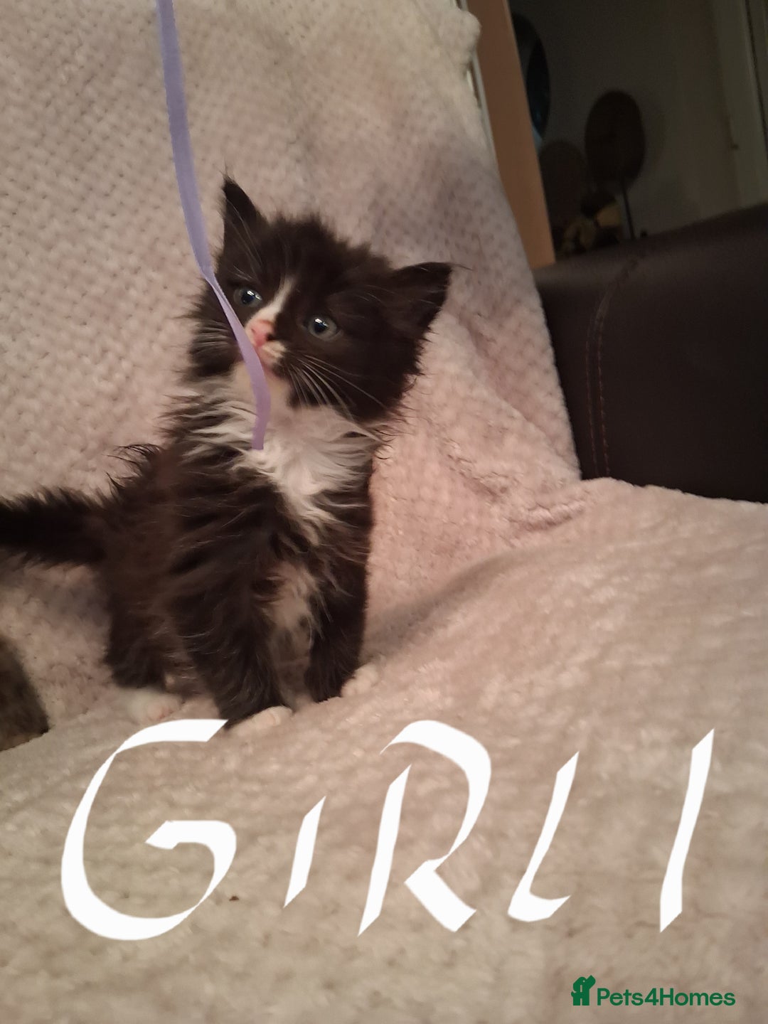 Maine Coon cats for sale: Beautiful Maine Coon kittens  - Advert 13