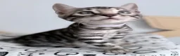 Bengal cats for sale: Exceptional Silver, Blue & Brown Bengal Kittens  in Basingstoke - Advert 29