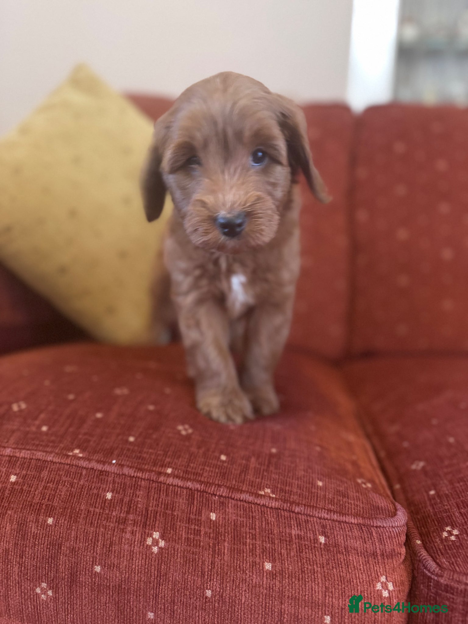 Mixed Breed dogs 7 week Cockadoodles. Reduced Price.  - Advert 5