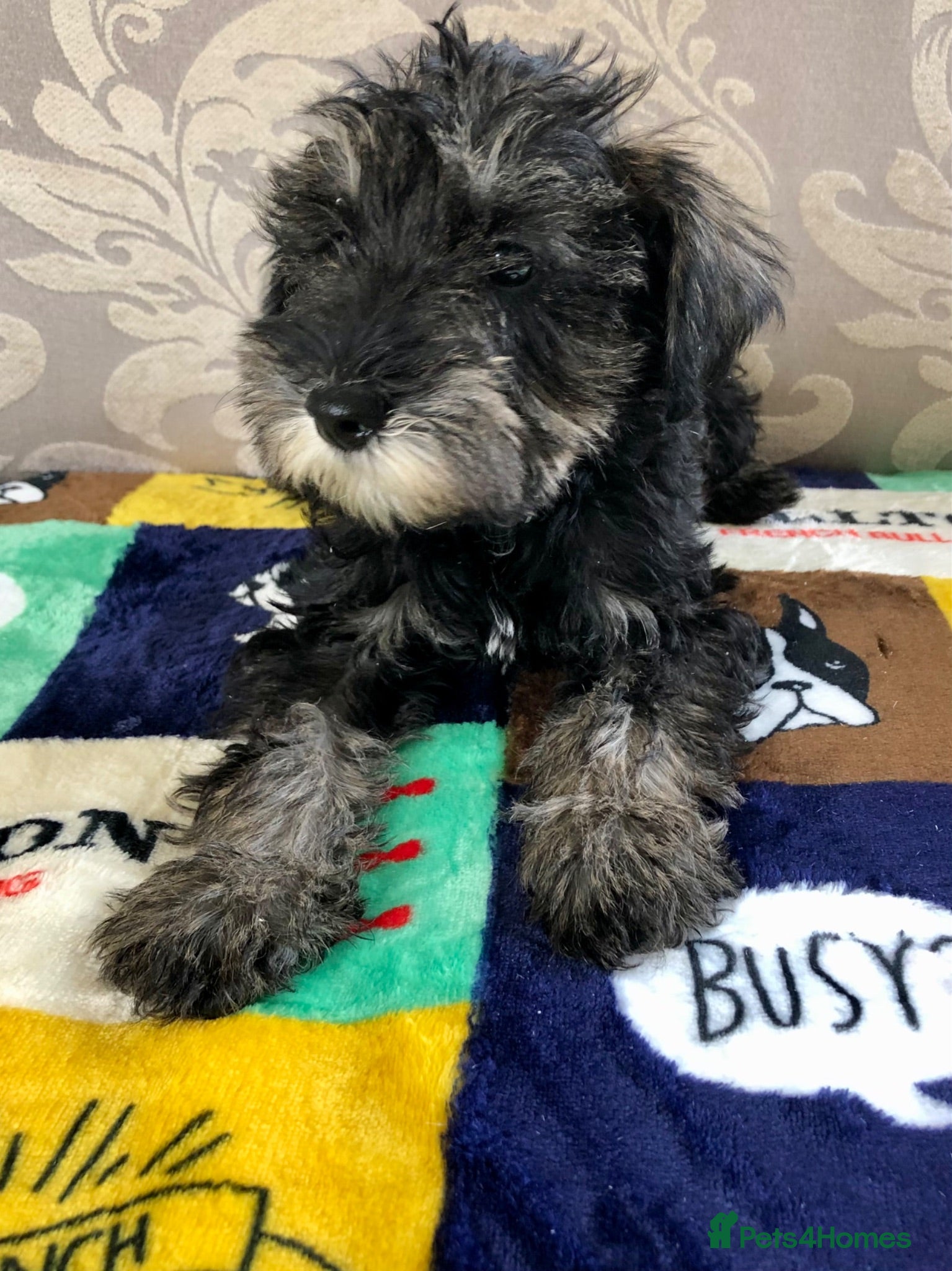 Schnoodle dogs 🐾🐶Schnoodles 🐶🐾 - Advert 2