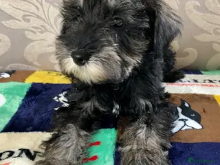 Schnoodle dogs 🐾🐶Schnoodles 🐶🐾 - Advert 2