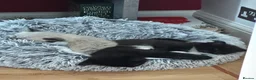 Siamese cats for sale: Beautiful siamese mixed breed kittens - Advert 6