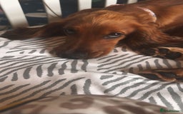 Cocker Spaniel dogs for sale: Loving cocker spaniel in Manchester - Image 5
