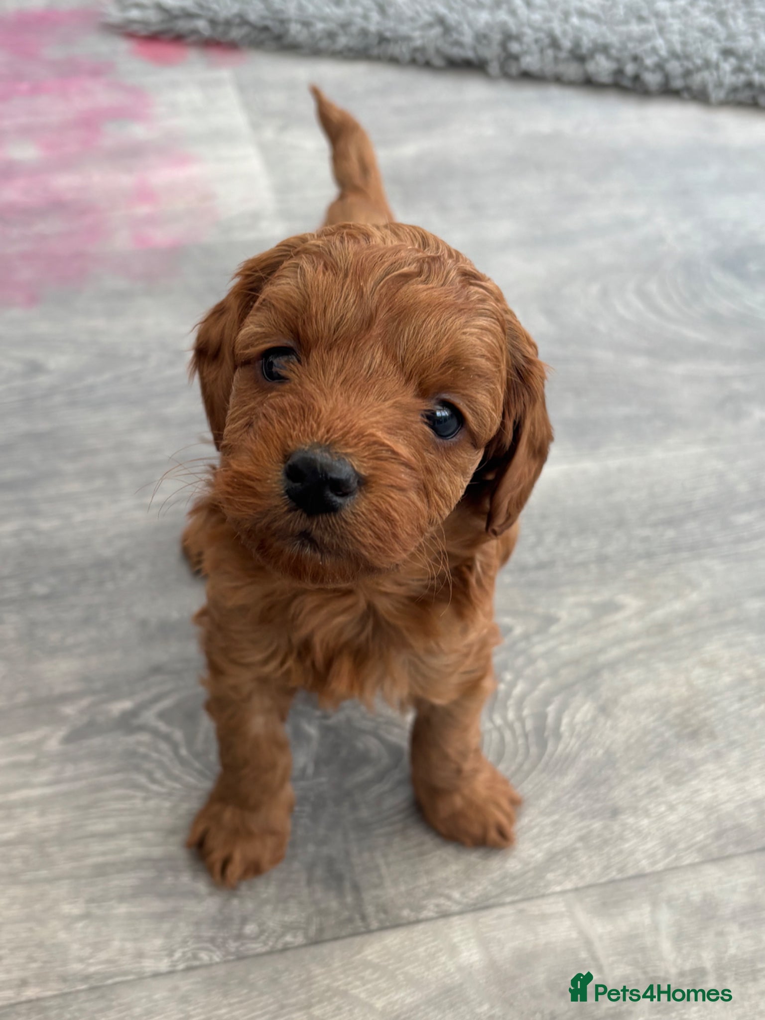 Cockapoo dogs Cockapoo Puppies  - Advert 9