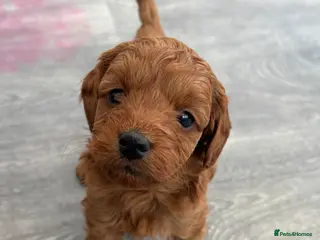 Cockapoo dogs Cockapoo Puppies - Advert 9