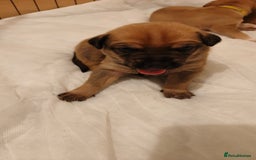 Mixed Breed dogs for sale: German Staffy Litter Available 12/10/25 - Image 6