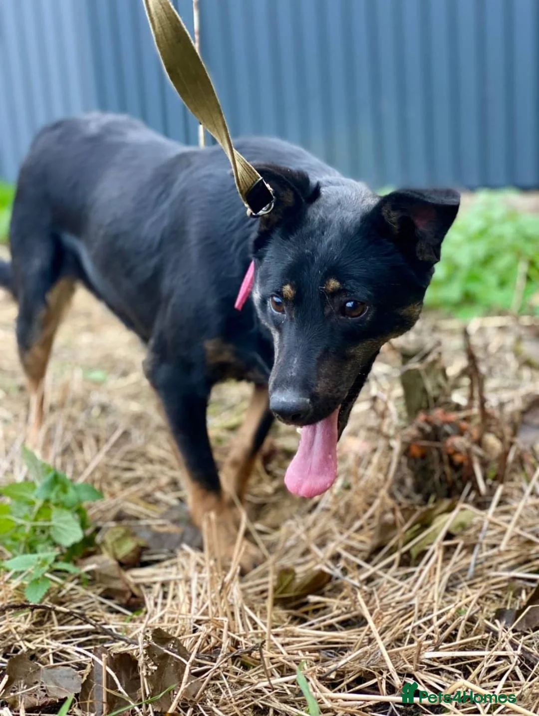 Mixed Breed dogs for adoption: ❤️ROSIE❤️2.5 yo low-medium friendly loving girl in Oxford - Advert 2
