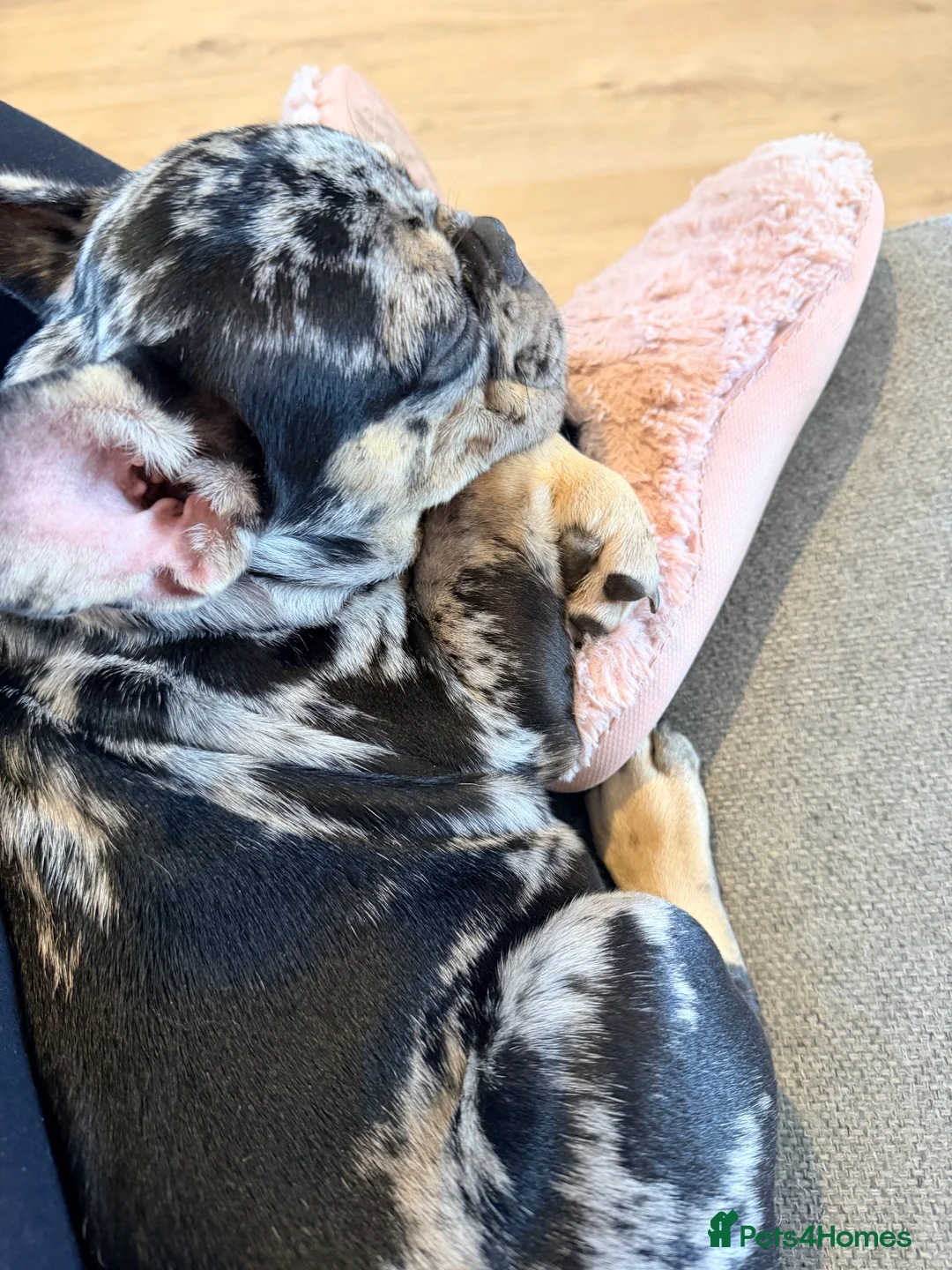 French Bulldog dogs for sale:  Gorgeous Merle French Bulldog  in Farnham - Advert 7