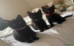 British Shorthair cats for sale: 5 BSH kittens (Grey Kitten GONE) - Image 30