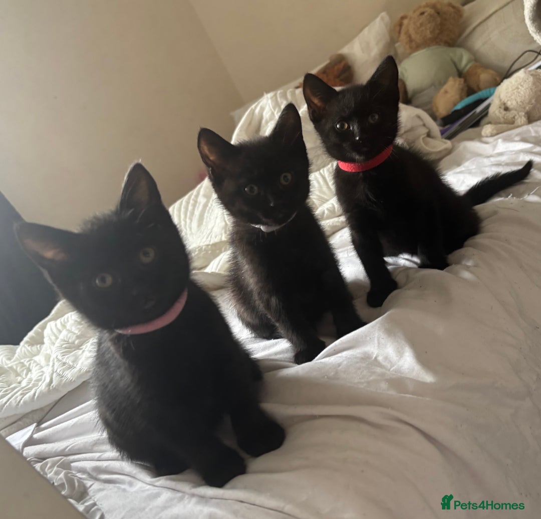 British Shorthair cats for sale: 5 BSH kittens (Grey Kitten GONE) - Image 30