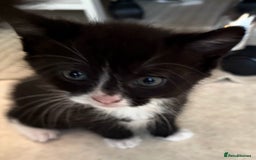 Mixed Breed cats for sale: Kitten for sale (14 weeks old)  - Image 6